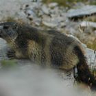 Marmotte