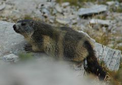 Marmotte