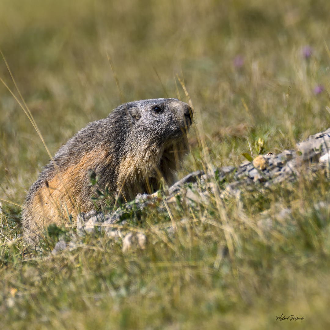 Marmotte 