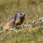 Marmotte 