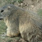 marmotte