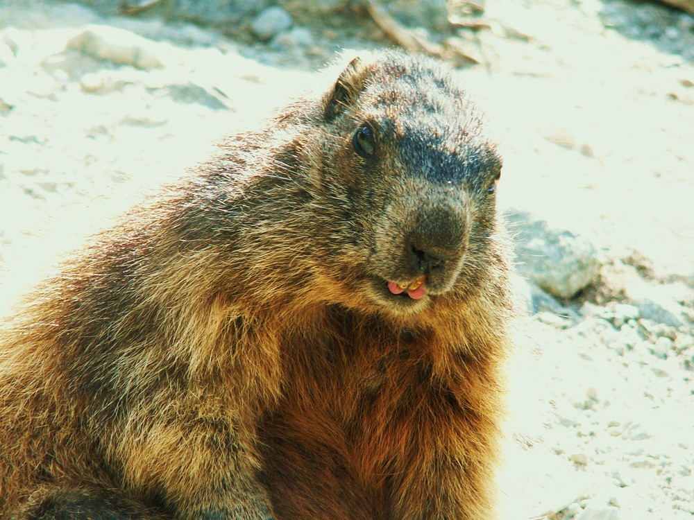 marmotte