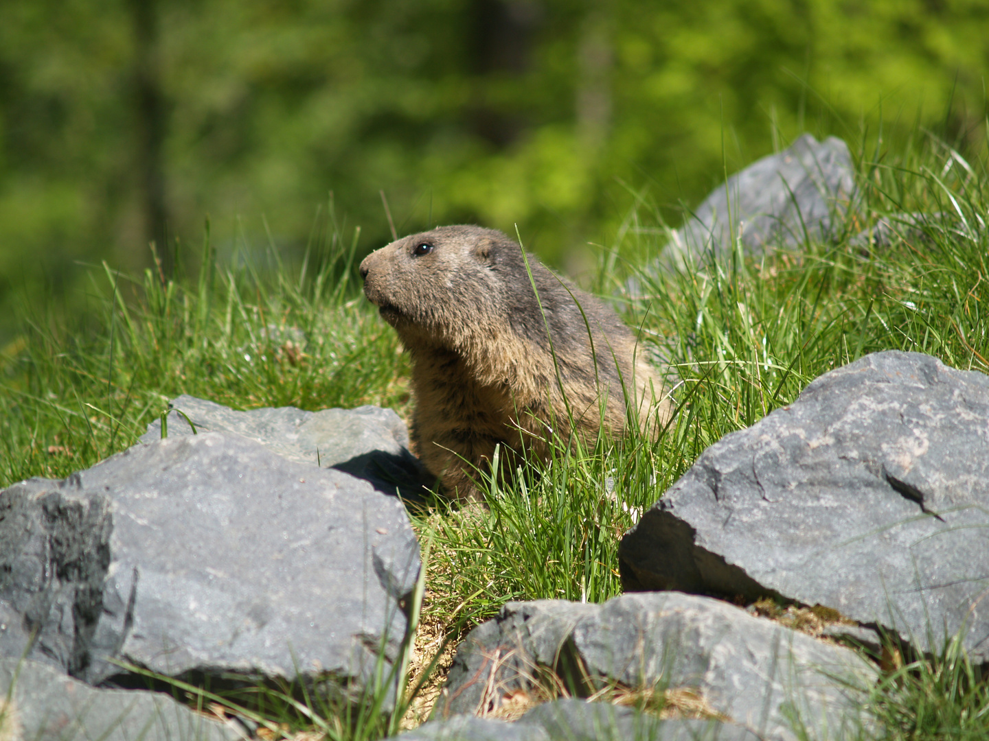 Marmotte