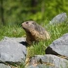 Marmotte