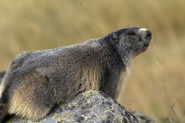 Marmotte