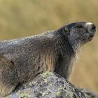 Marmotte