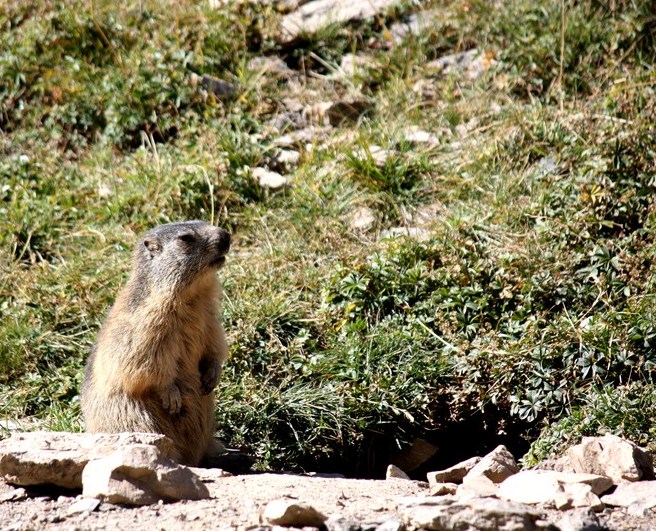 marmotte