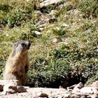 marmotte