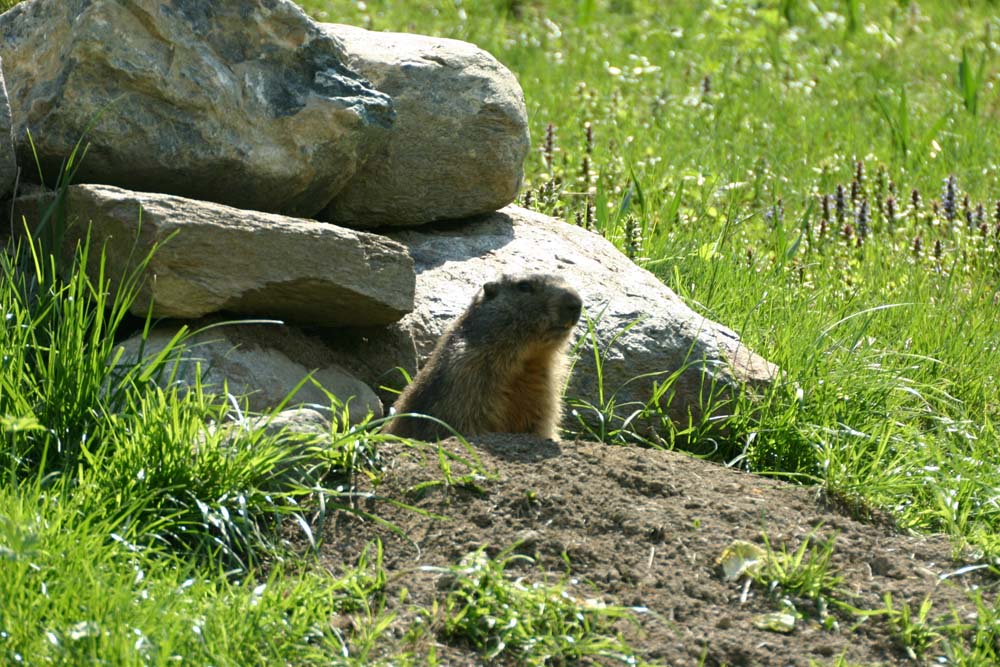 Marmotte à la sortie de son terrier