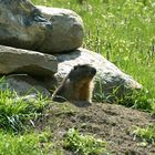 Marmotte à la sortie de son terrier