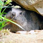 marmotte à l'afut