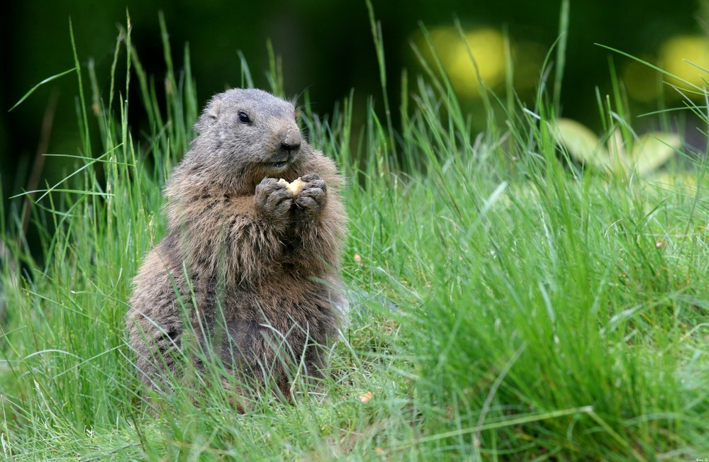 Marmotte à table