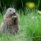 Marmotte à table