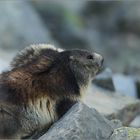 Marmotte