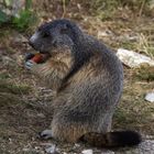 MARMOTTE ADULTE. PARC DU MERCANTOUR