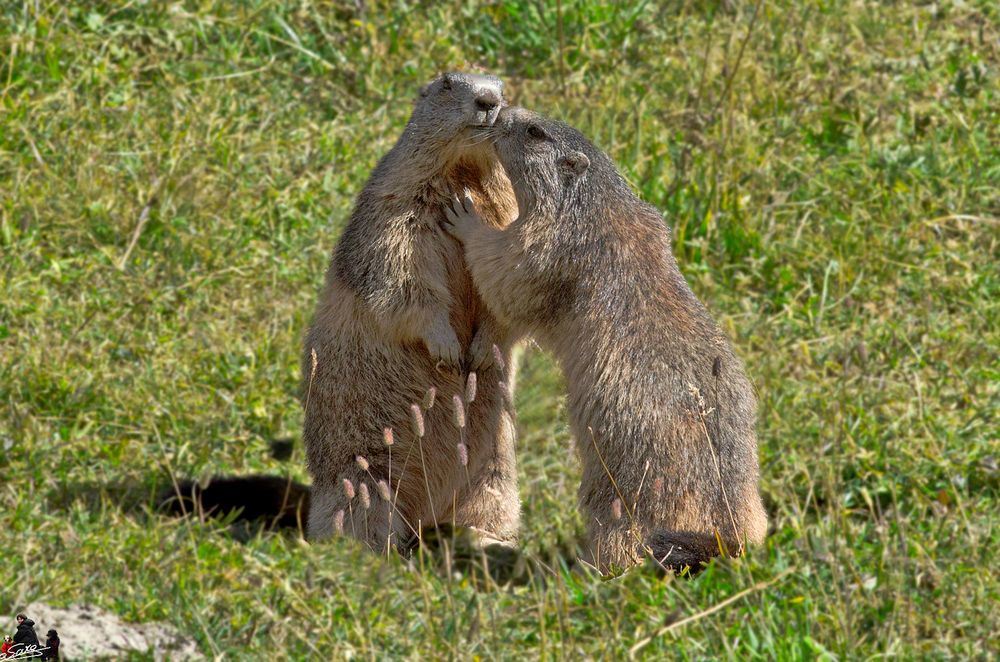 Marmotte al Parco Nazionale Gran Paradiso