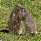 Marmotte al Parco Nazionale Gran Paradiso