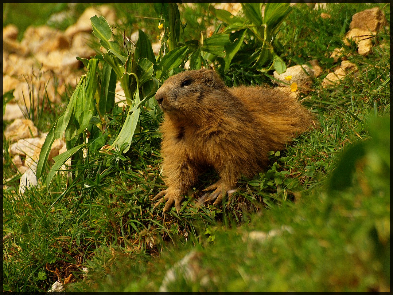 marmotte au chasseral Suisee