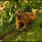 marmotte au chasseral Suisee