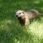 Marmotte au parc Jean Drapeau à Montréal