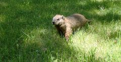 Marmotte au parc Jean Drapeau à Montréal