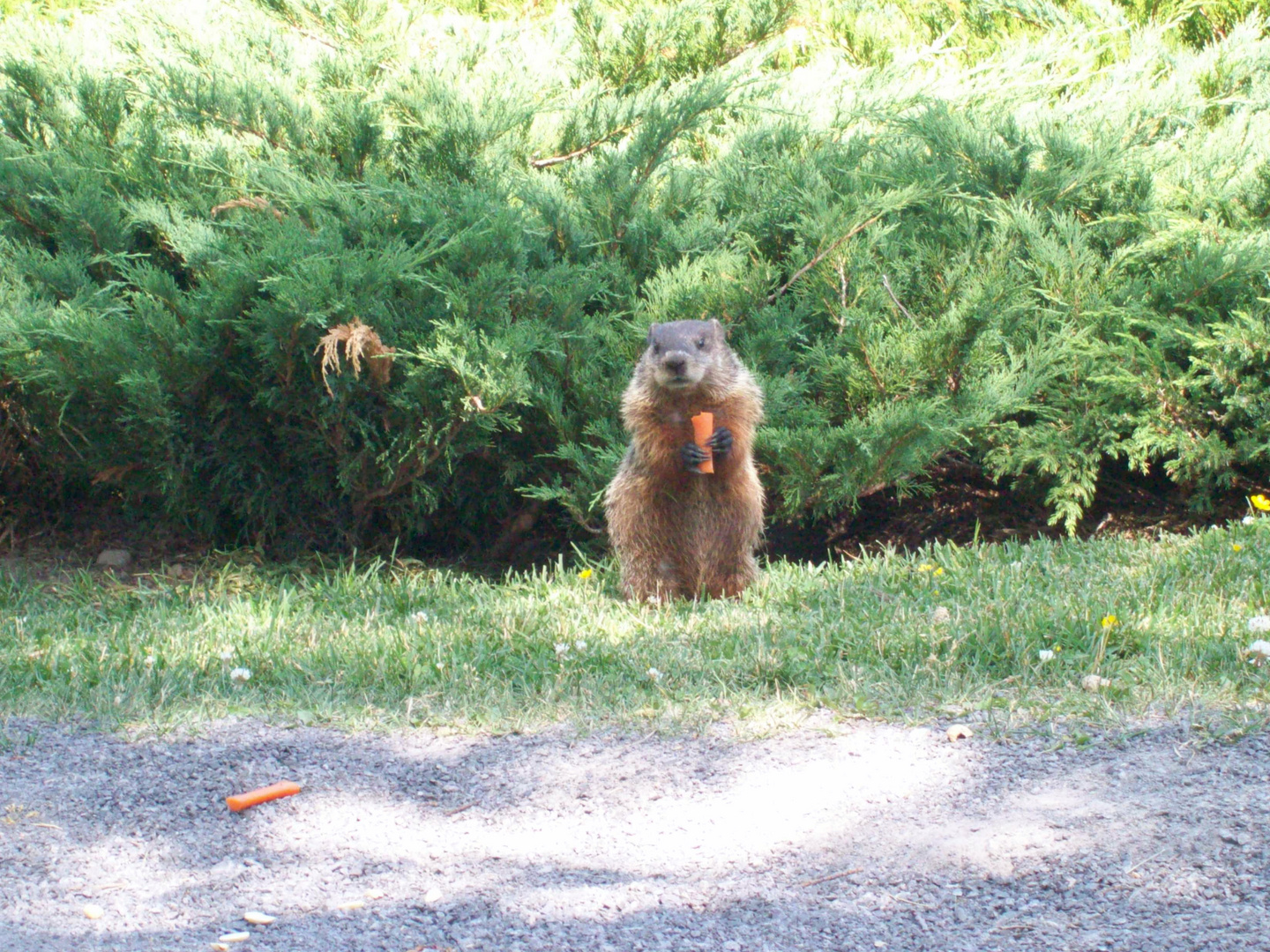 Marmotte avec carotte