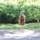 Marmotte avec carotte