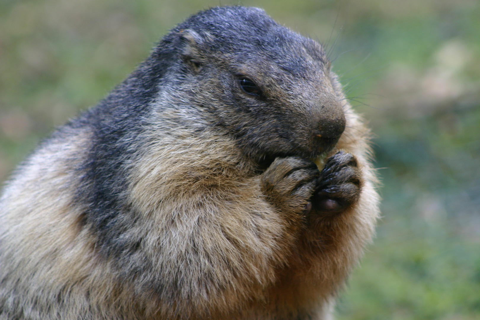 Marmotte