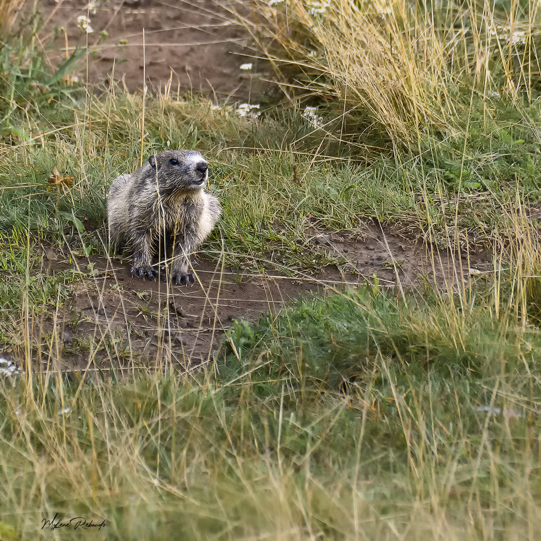 Marmotte