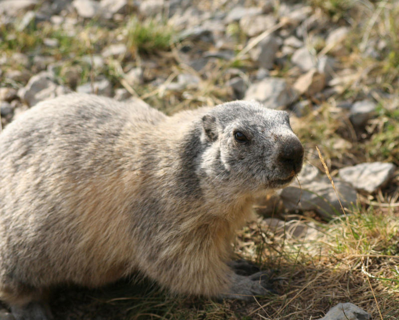 Marmotte bis