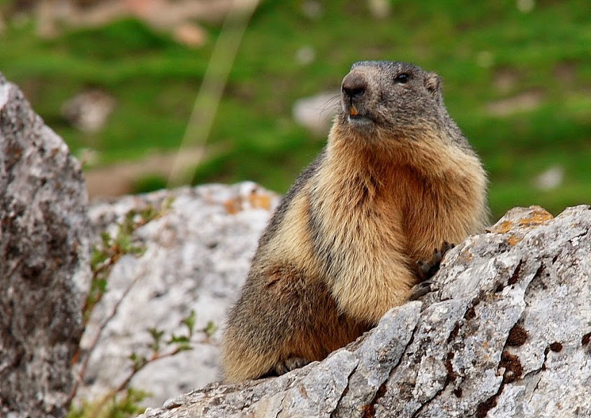 Marmotte