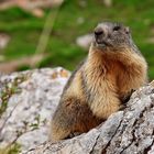 Marmotte