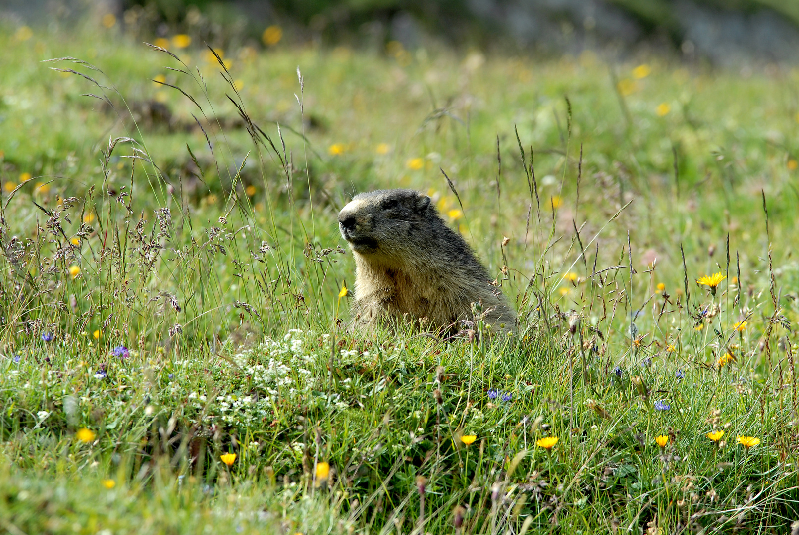 marmotte