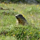 marmotte