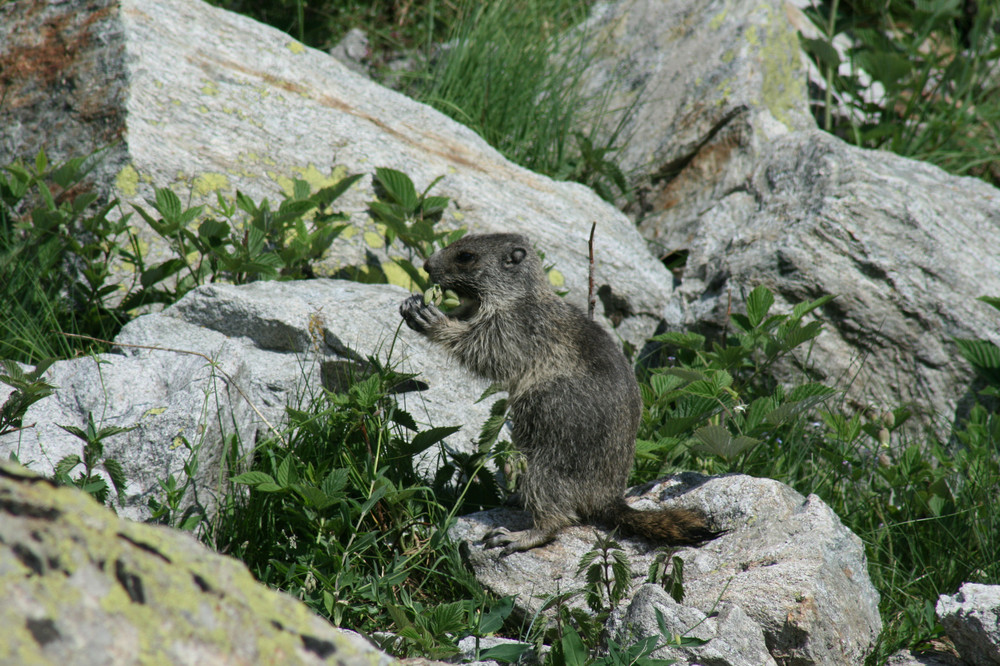 Marmotte