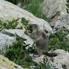 Marmotte