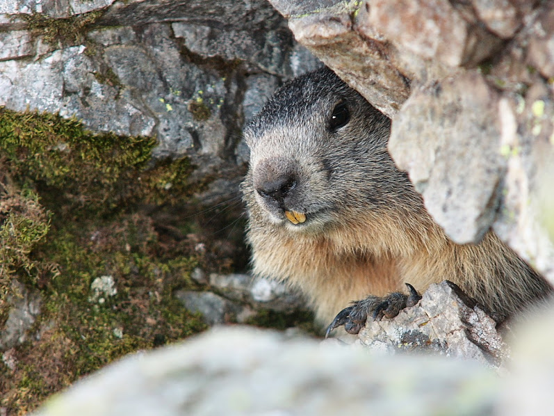 marmotte Cirque des Tremousse