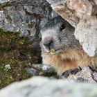 marmotte Cirque des Tremousse