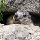 Marmotte curieuse ... mais pas trop !