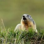 marmotte