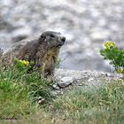 marmotte