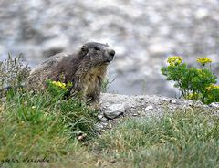 marmotte