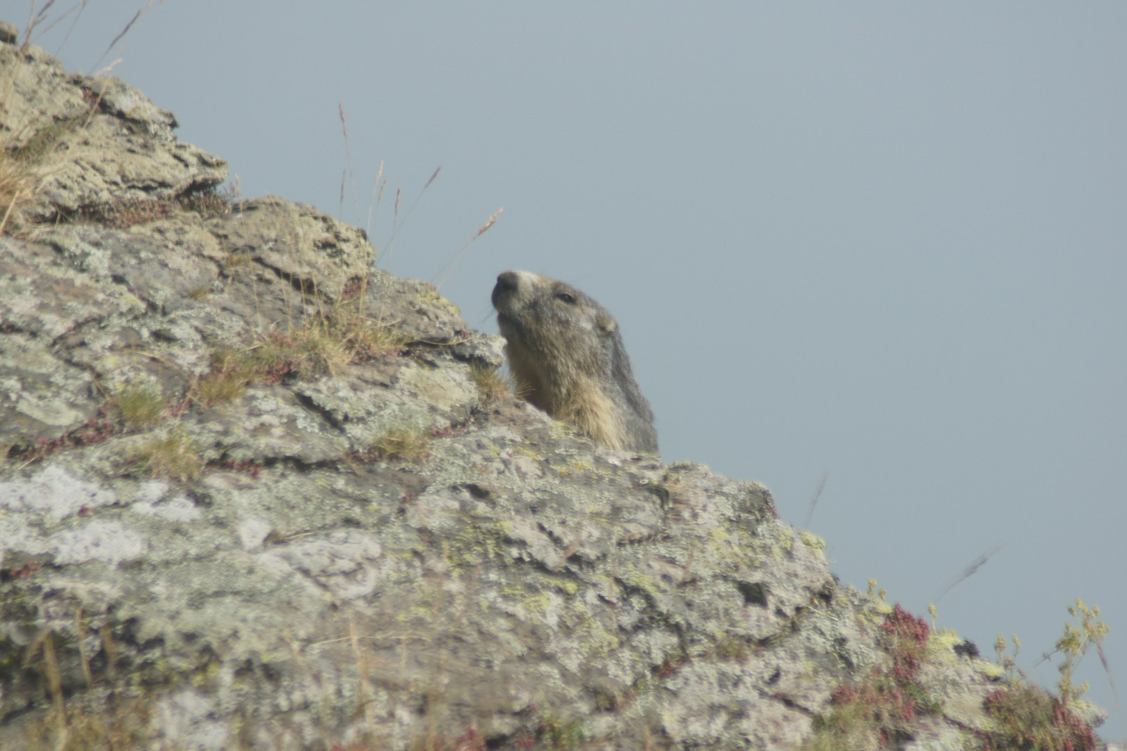 Marmotte