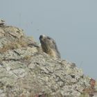 Marmotte