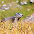 marmotte dans le queyras (05) sur la route du col agnel