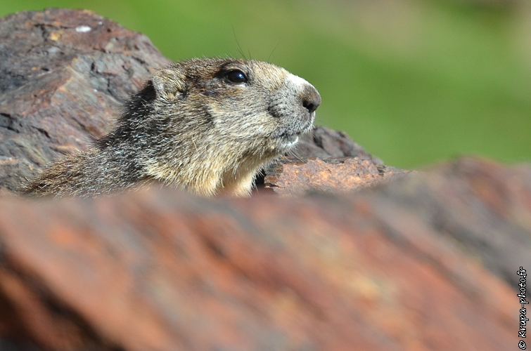 Marmotte dans les Pyrénées