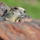 Marmotte dans les Pyrénées