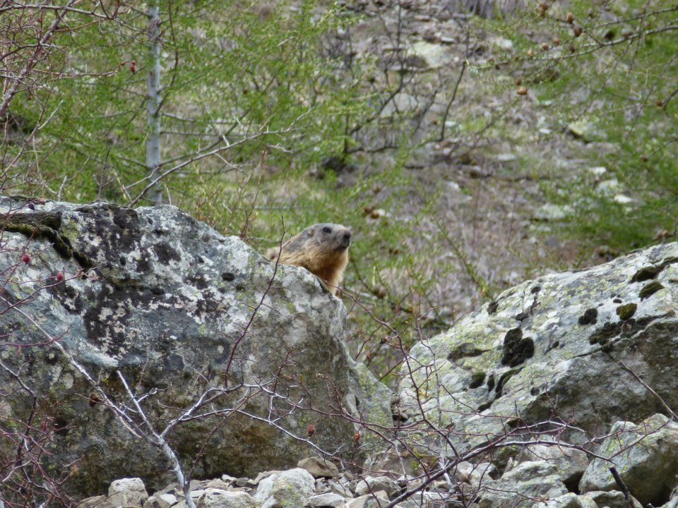 Marmotte de Prapic (hautes-alpes)