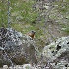 Marmotte de Prapic (hautes-alpes)