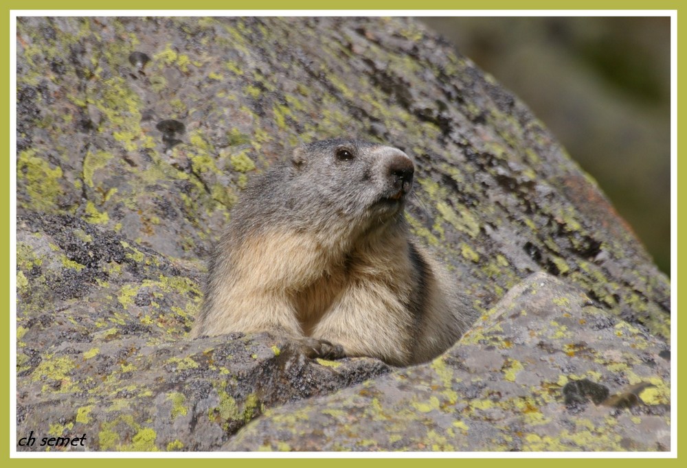 marmotte des pyrénées 1